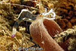 anemone shrimp - Canon A640 by Ng Steven 